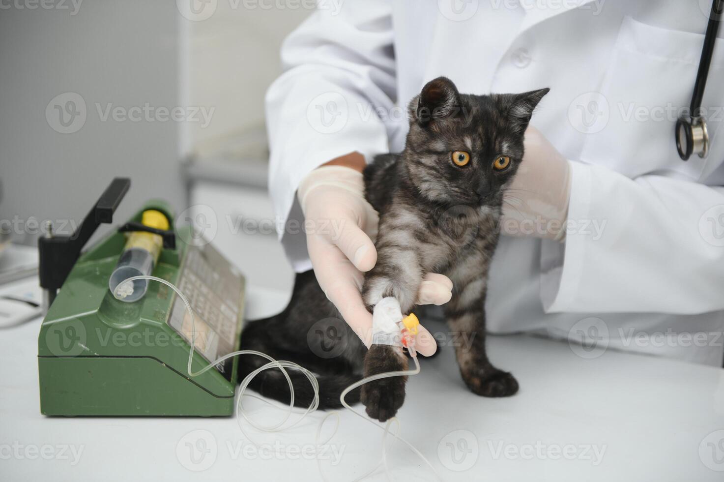 Cat on examination table of veterinarian clinic. Veterinary care. Vet doctor and cat. photo