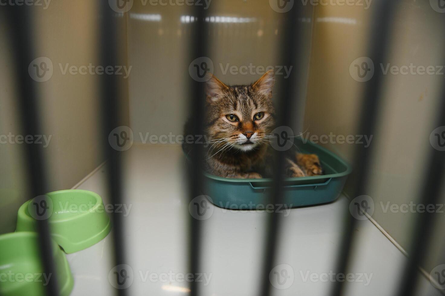 A frightened kitten with green eyes staring out from a cage. photo