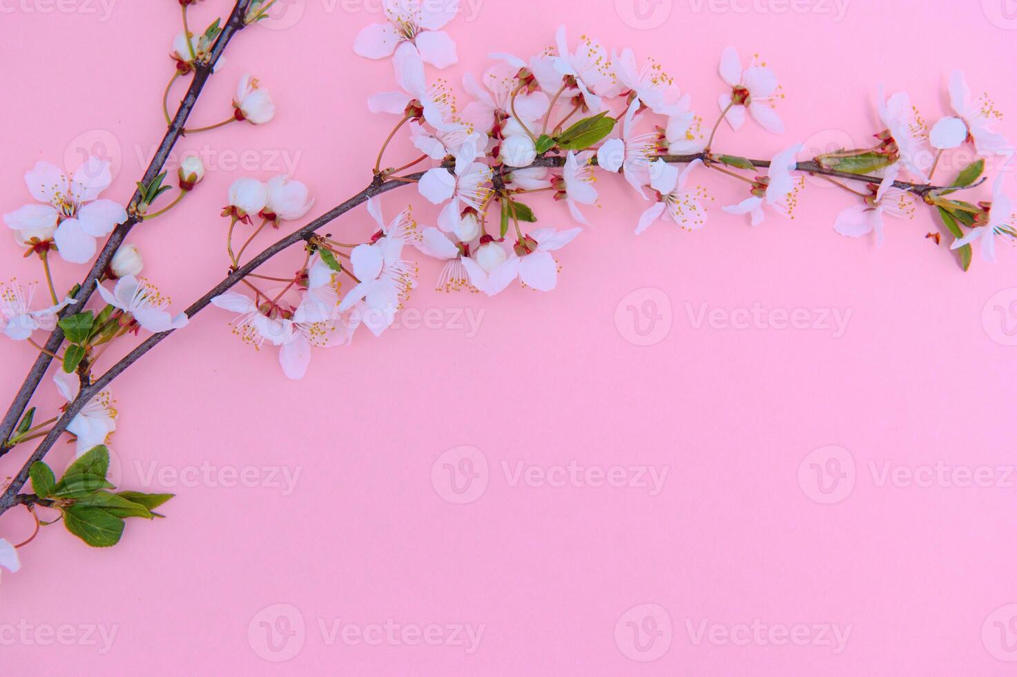 Spring background table. May flowers and April floral nature on green. For banner, branches of blossoming cherry against background. Dreamy romantic image, landscape panorama, copy space photo