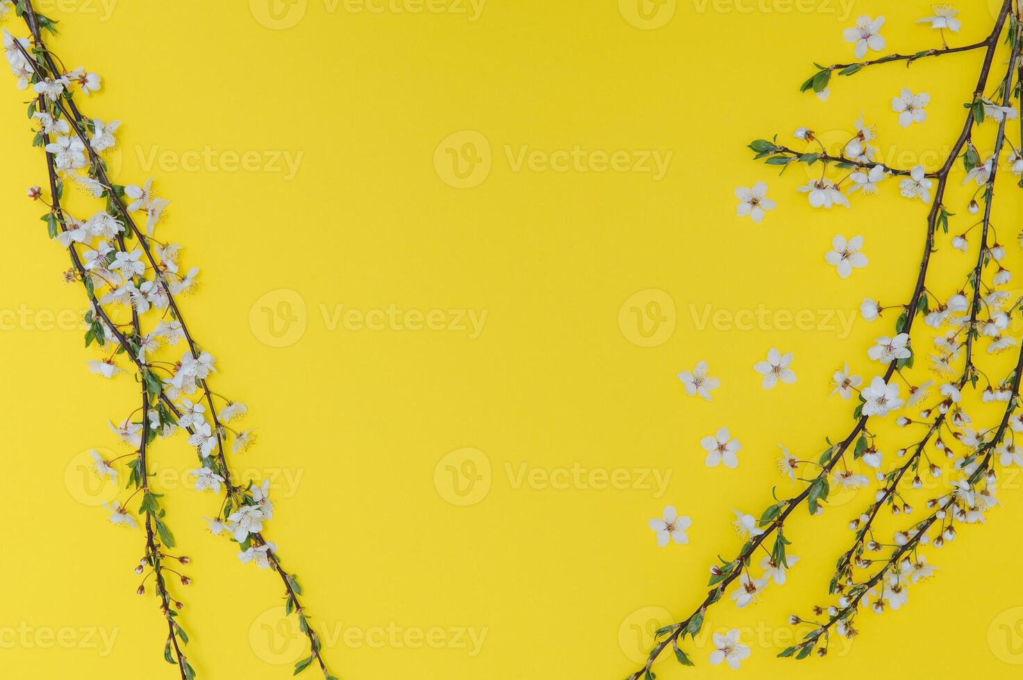 Spring cherry blossom, toned, springtime blossoming flower background, pastel and soft floral card photo