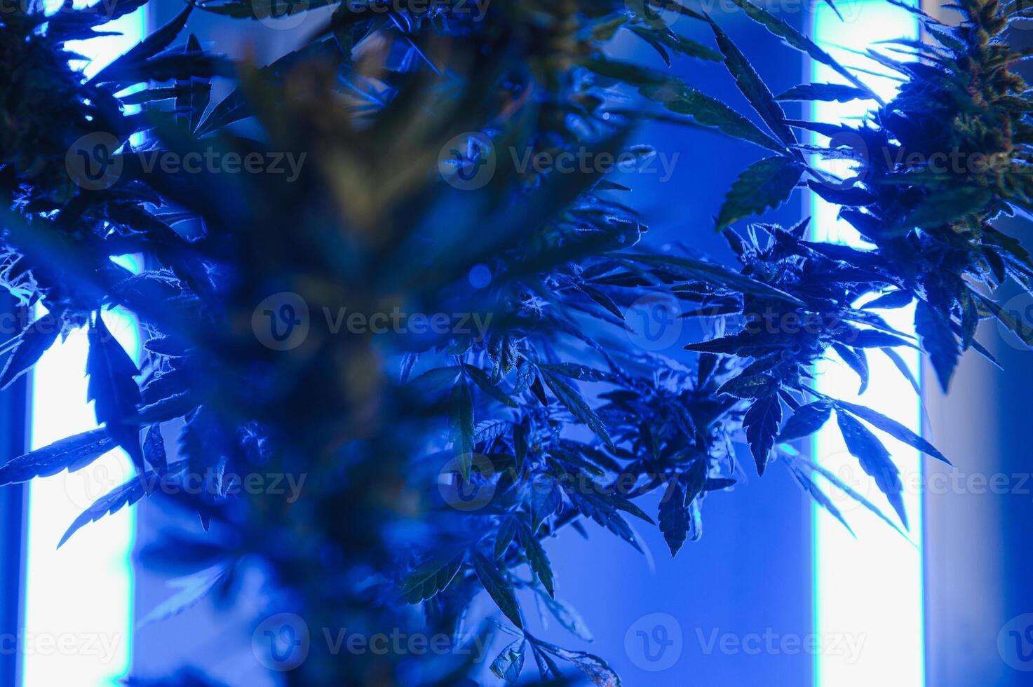 Marijuana medicinal plant in light pastel colors. A hemp bush with a creamy pink purple light and a blue-green tint. Fresh new look art style of alternative medicinal marijuanna in fluorescent light. photo
