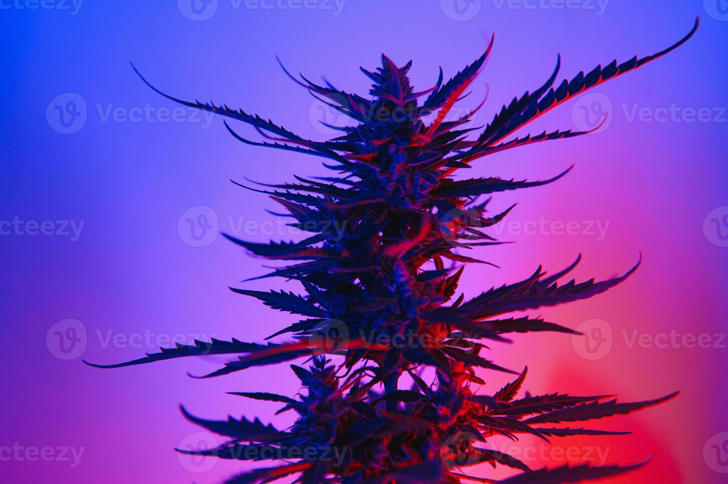 Marijuana medicinal plant in light pastel colors. A hemp bush with a creamy pink purple light and a blue-green tint. Fresh new look art style of alternative medicinal marijuanna in fluorescent light. photo