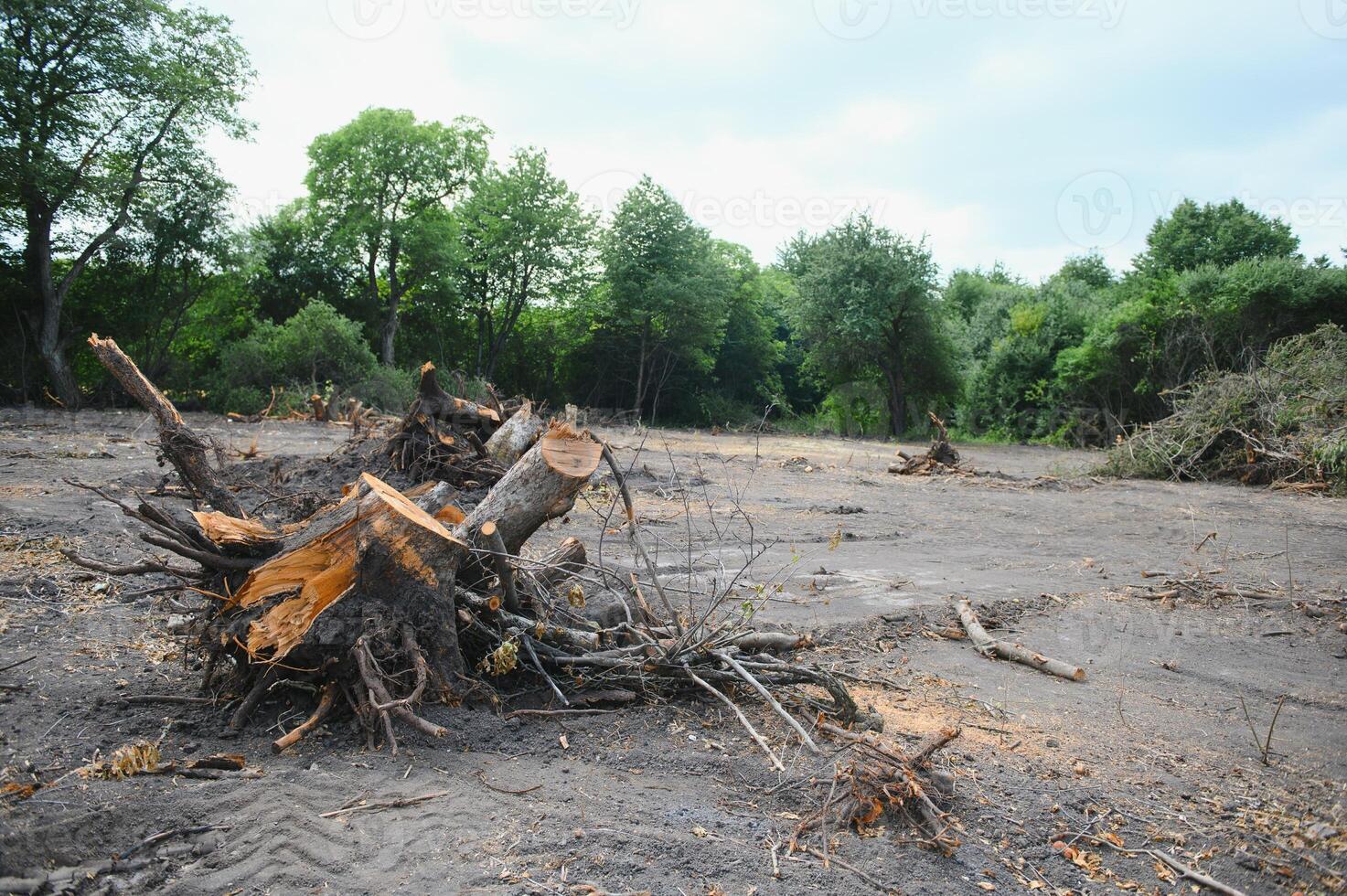 the concept of nature protection. Deforestation. photo