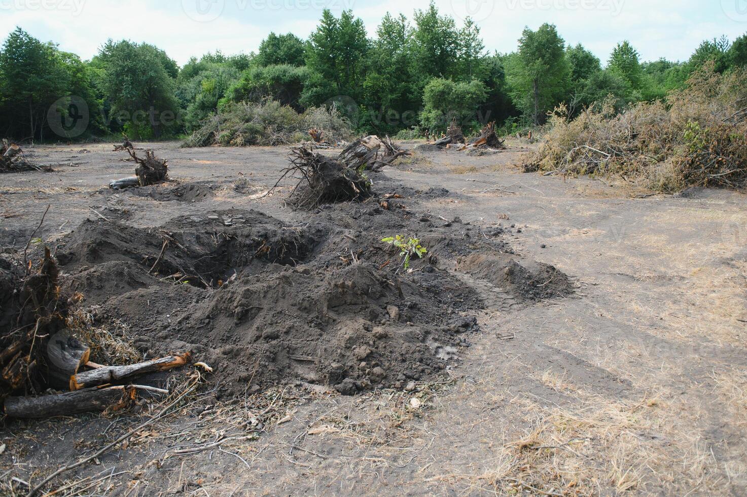 Deforestation concept. Stump of tree after cutting forest. photo