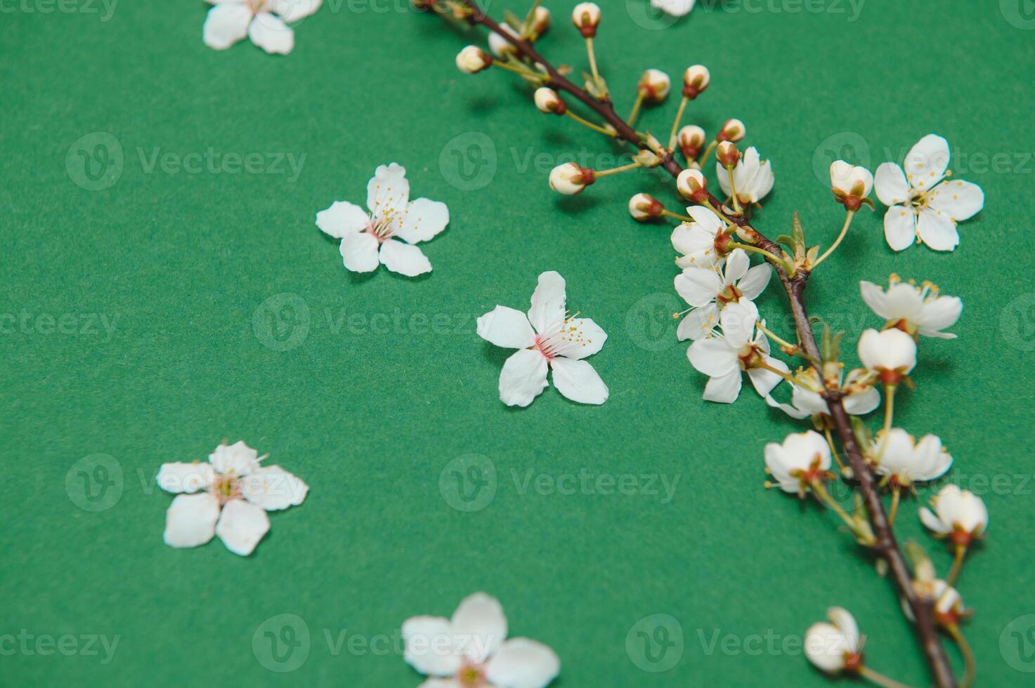 Spring background table. May flowers and April floral nature on green. For banner, branches of blossoming cherry against background. Dreamy romantic image, landscape panorama, copy space photo