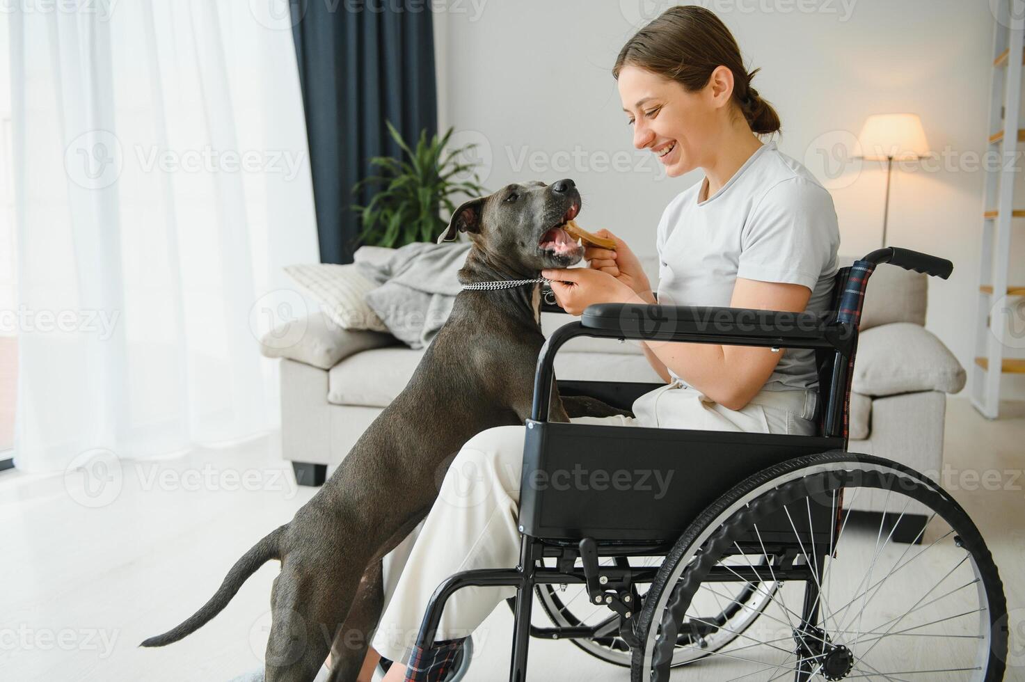 Young woman in wheelchair with service dog at home. photo