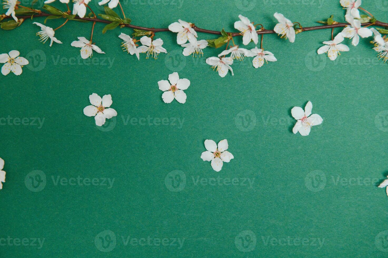 Cherry tree blossom. April floral nature and spring sakura blossom on colored background. Banner for 8 march, Happy Easter with place for text. Springtime concept. Top view. Flat lay photo