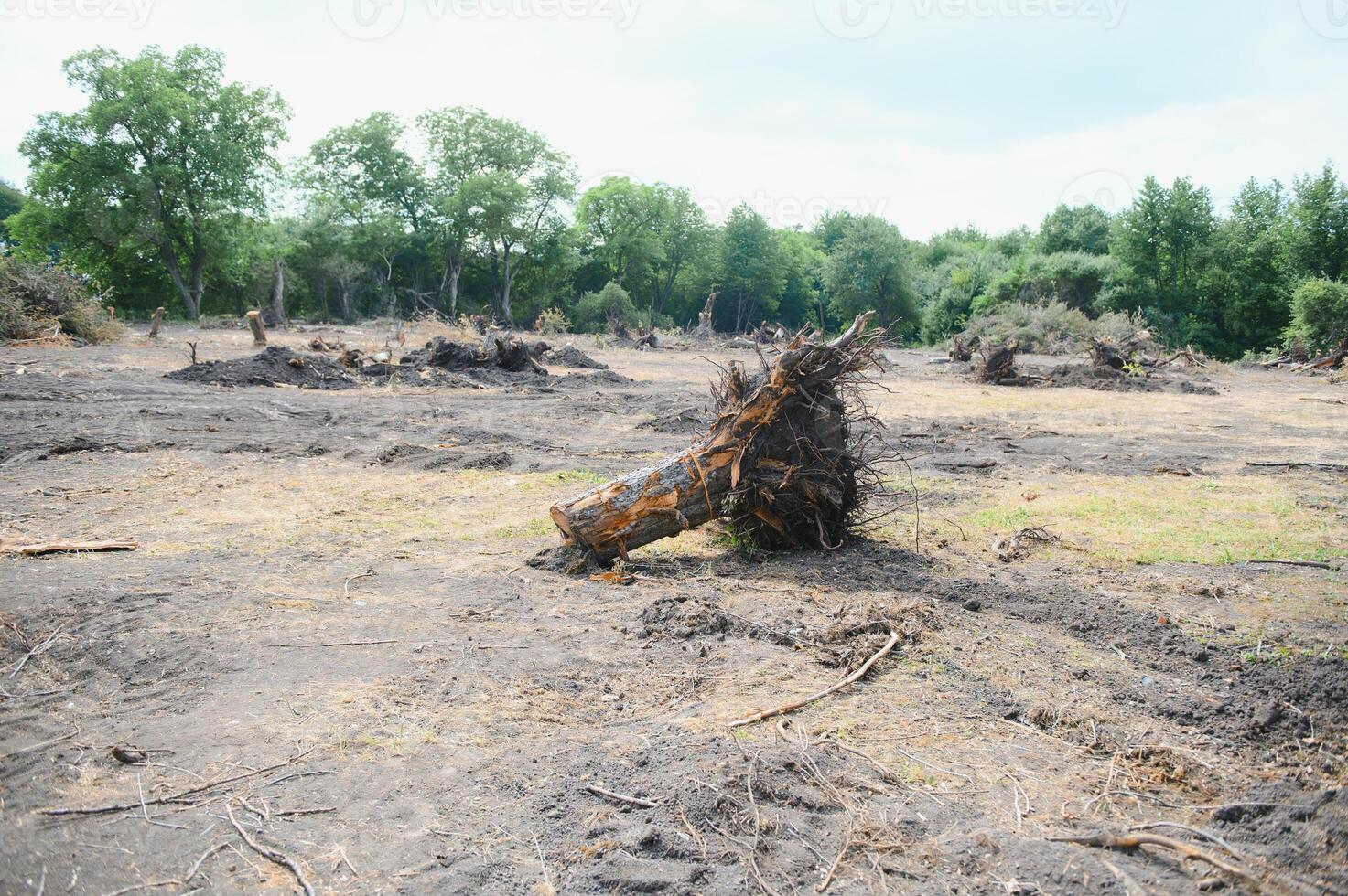 Deforestation, Destruction of Deciduous Forests. Damage to Nature. Europe photo