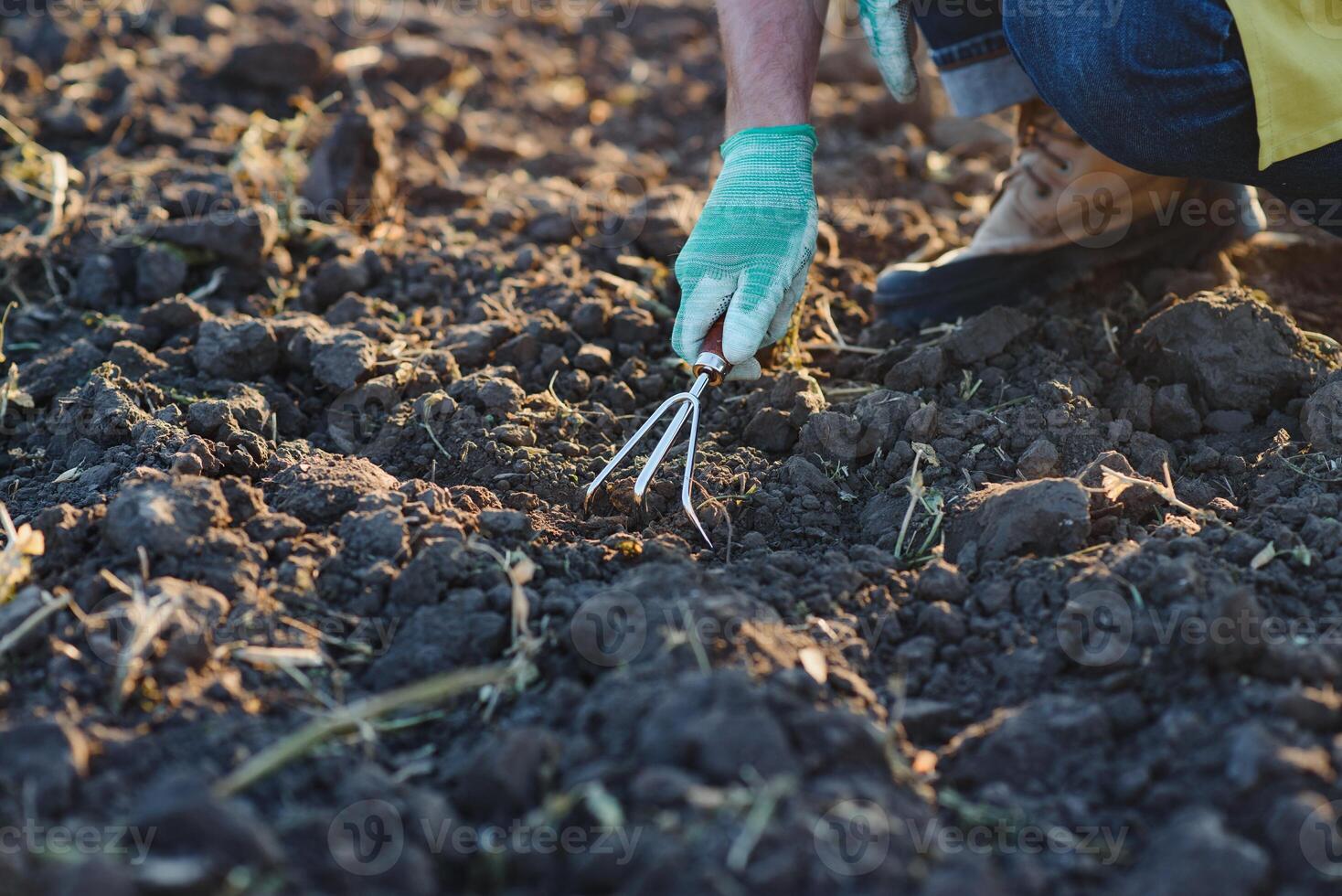 Gloved hands and shovels shovel the soil.A hand in a white gardening glove works with a tool. photo