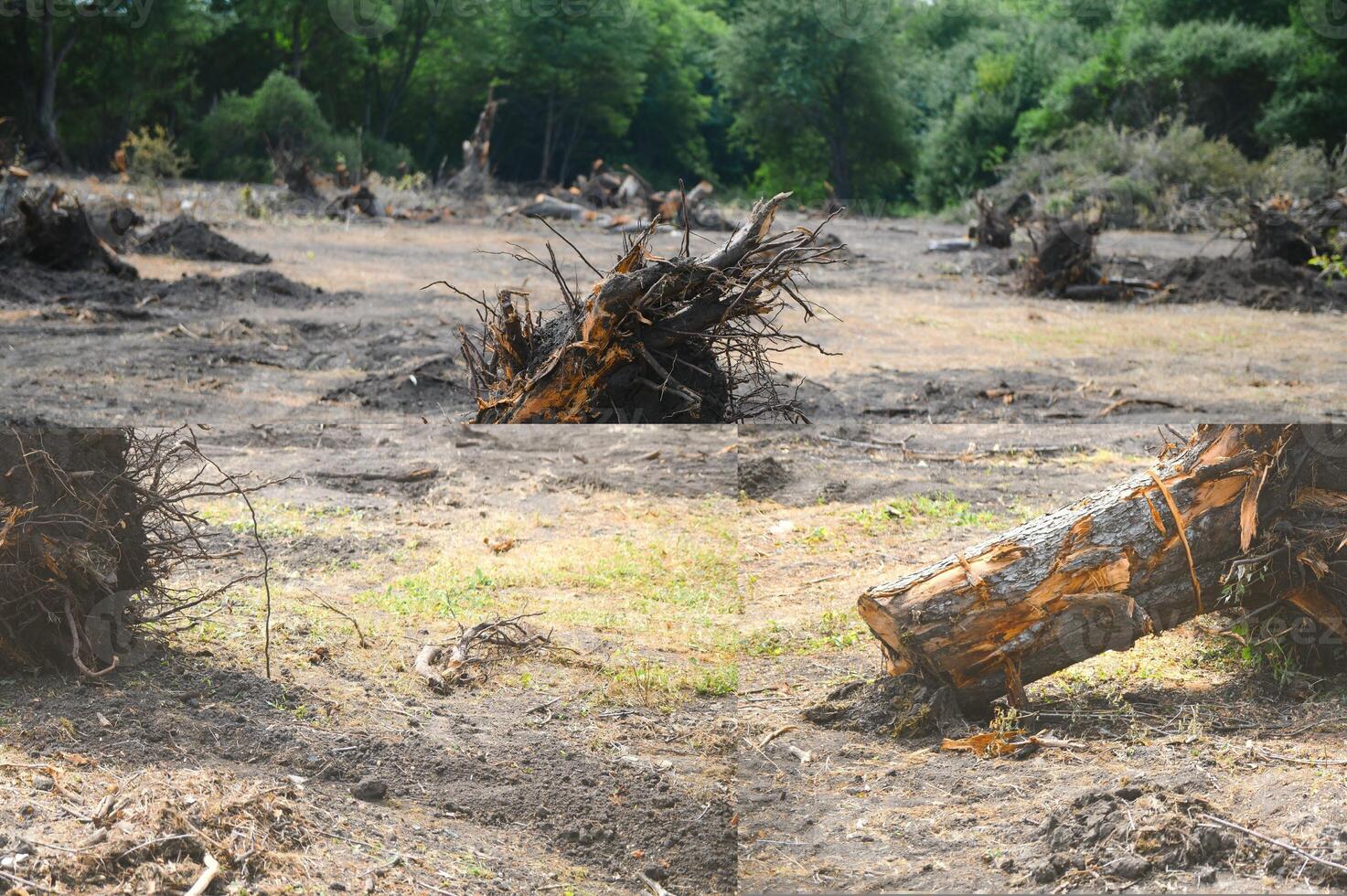 the concept of nature protection. Deforestation. photo