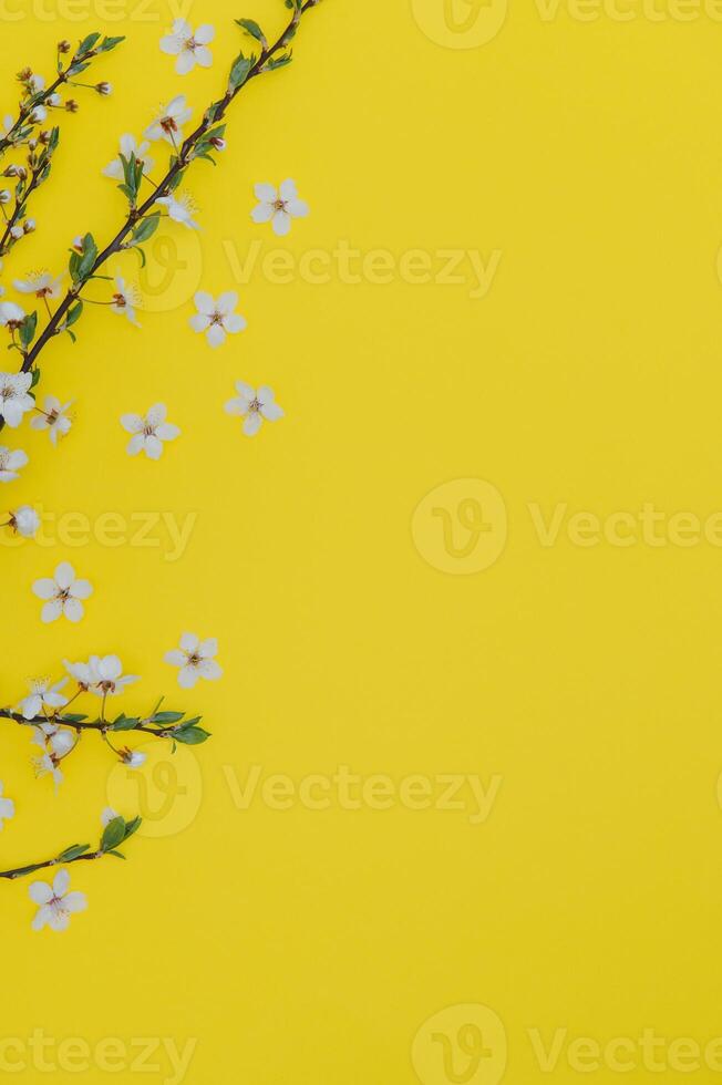 Apricot blossom spring background. Porizontal banner. photo