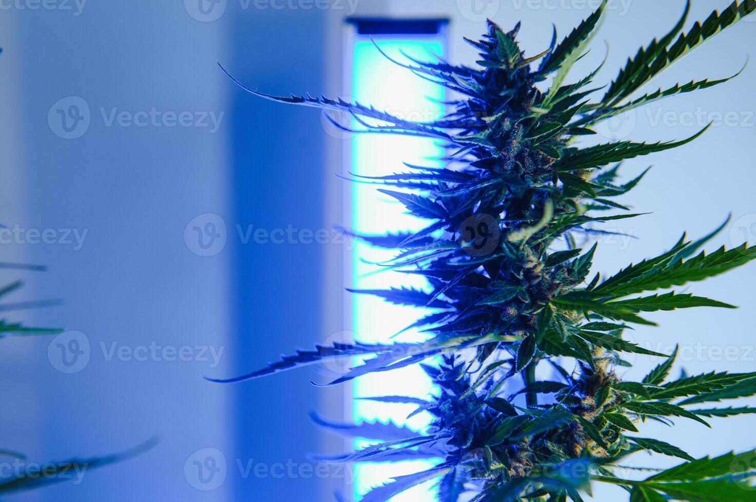 Deep purple Cannabis plant. Marijuana flower. Medical Marijuana in violet neon light on black background. Aesthetic beautiful cannabis hemp photo