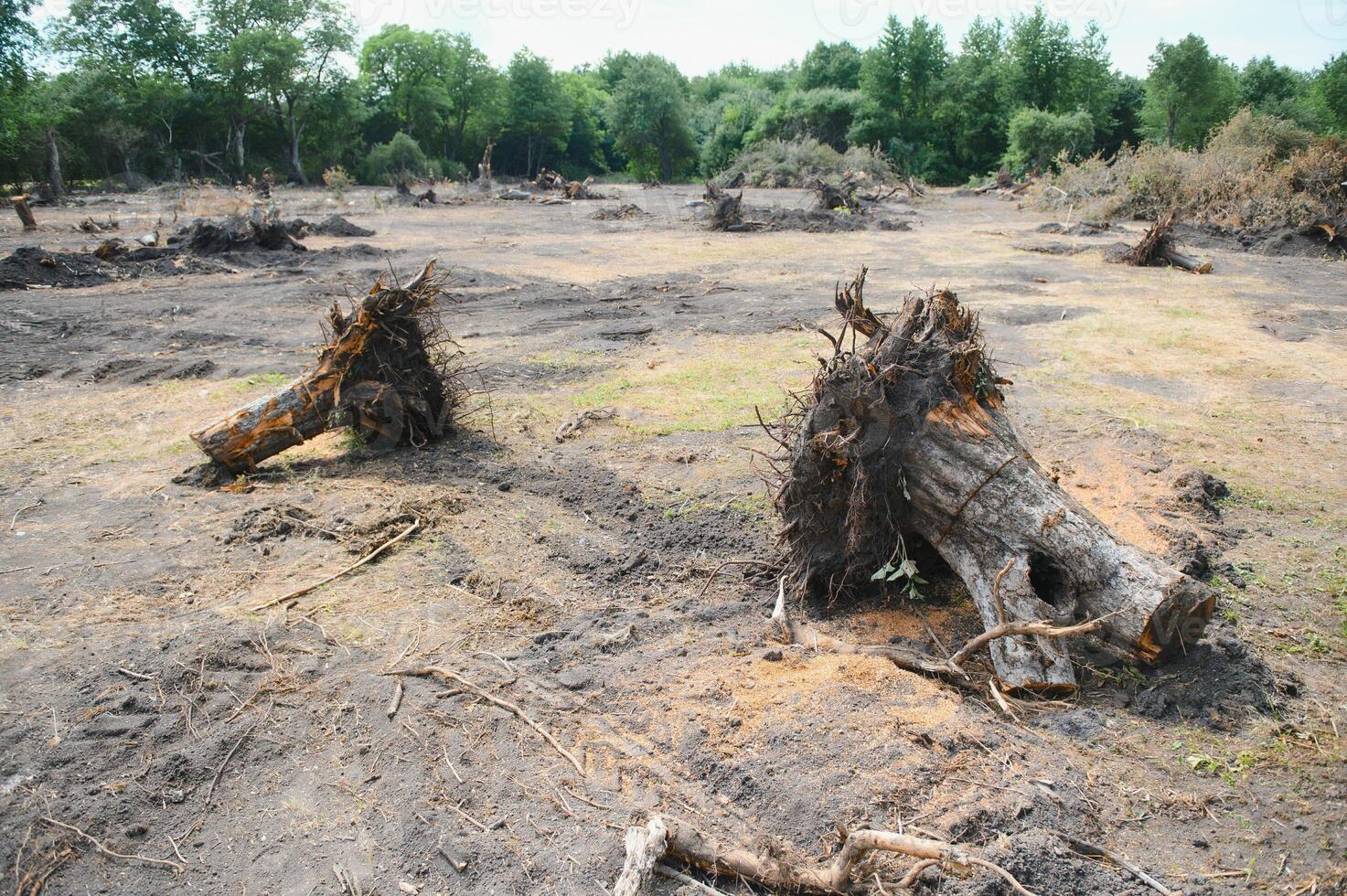 Deforestation concept. Stump of tree after cutting forest. photo