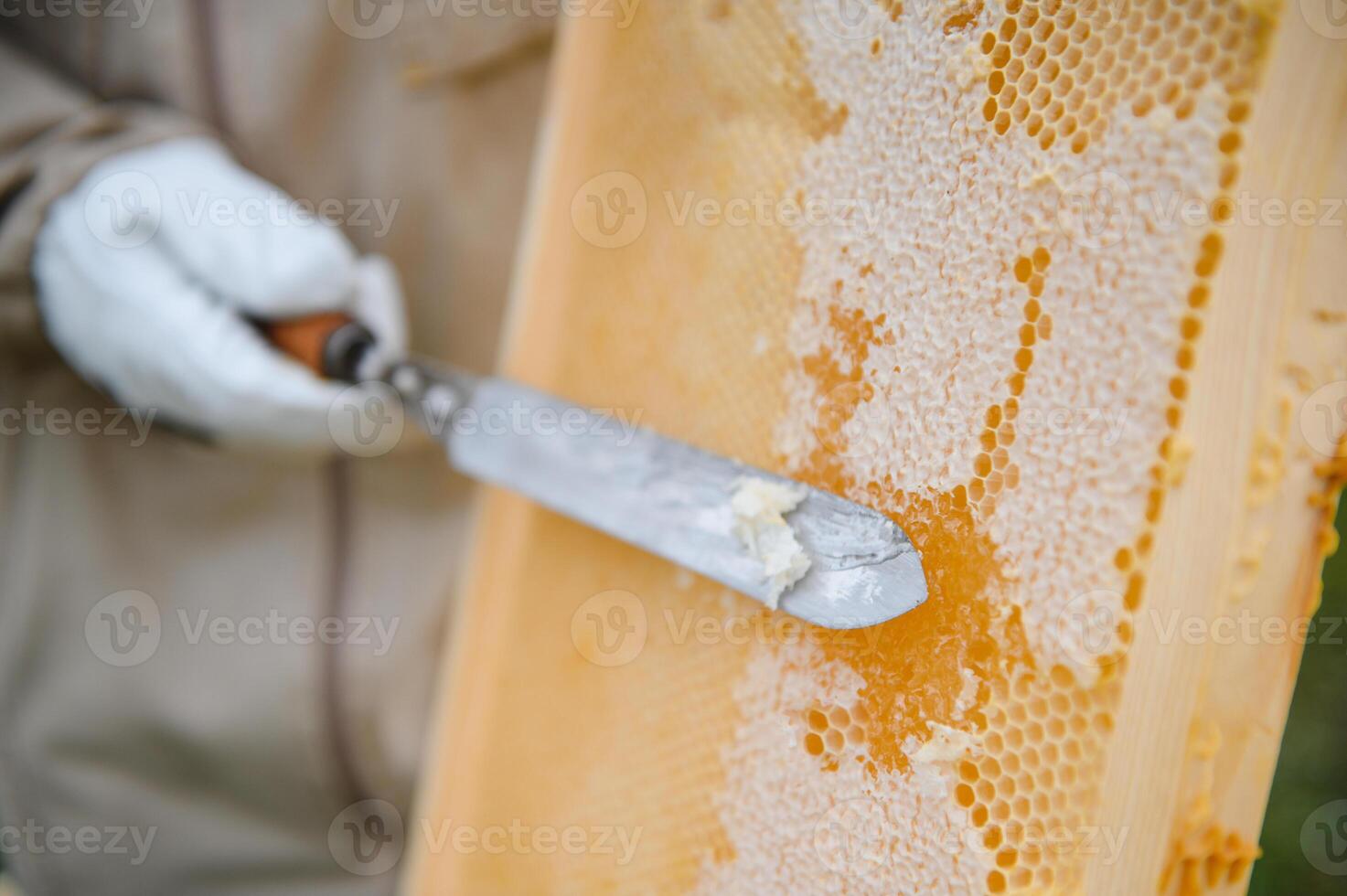 Beekeeper is working with bees and beehives on apiary. Bees on honeycomb. Frames of bee hive. Beekeeping. Honey. Healthy food. Natural products. photo