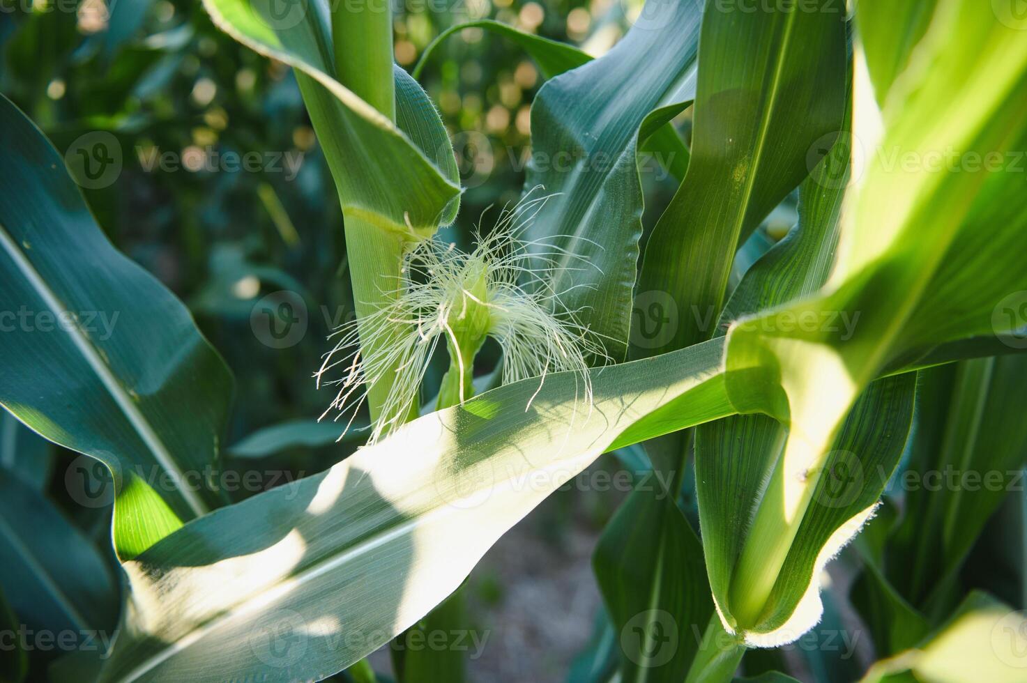 Green field of young corn under the sunlight photo