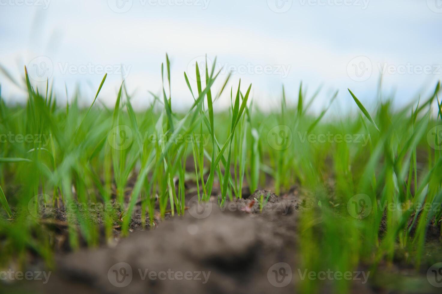 Sprouts of young barley or wheat that have just sprouted in the soil, dawn over a field with crops. photo