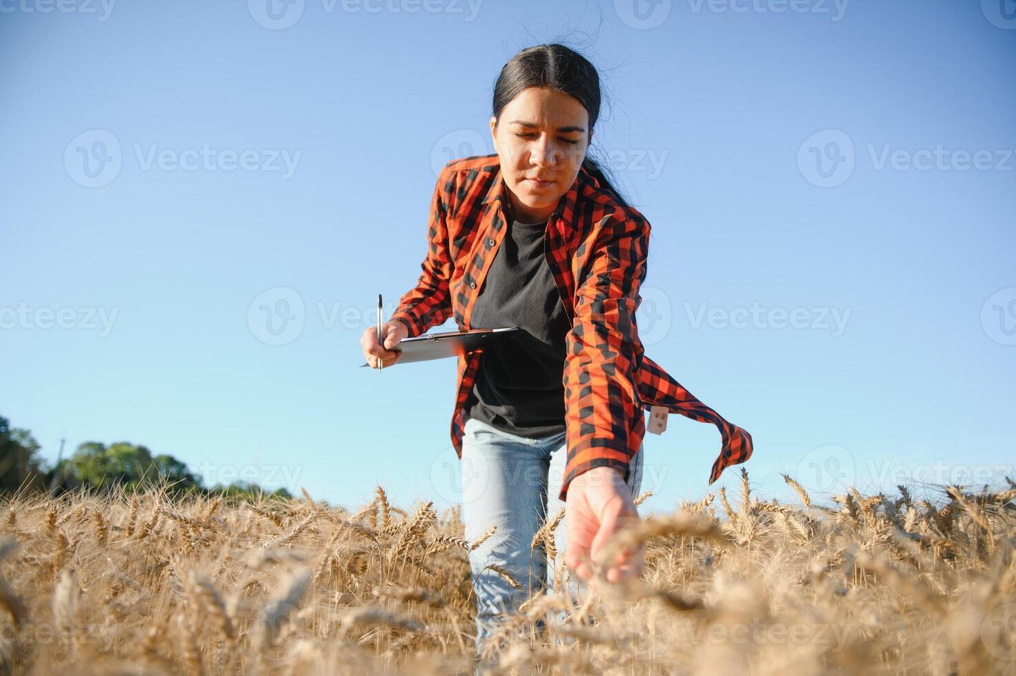 Woman farmer agronomist working in grain field and planning income of harvest. Female examining and checking quality control of produce wheat crop. Agriculture management and agribusiness photo