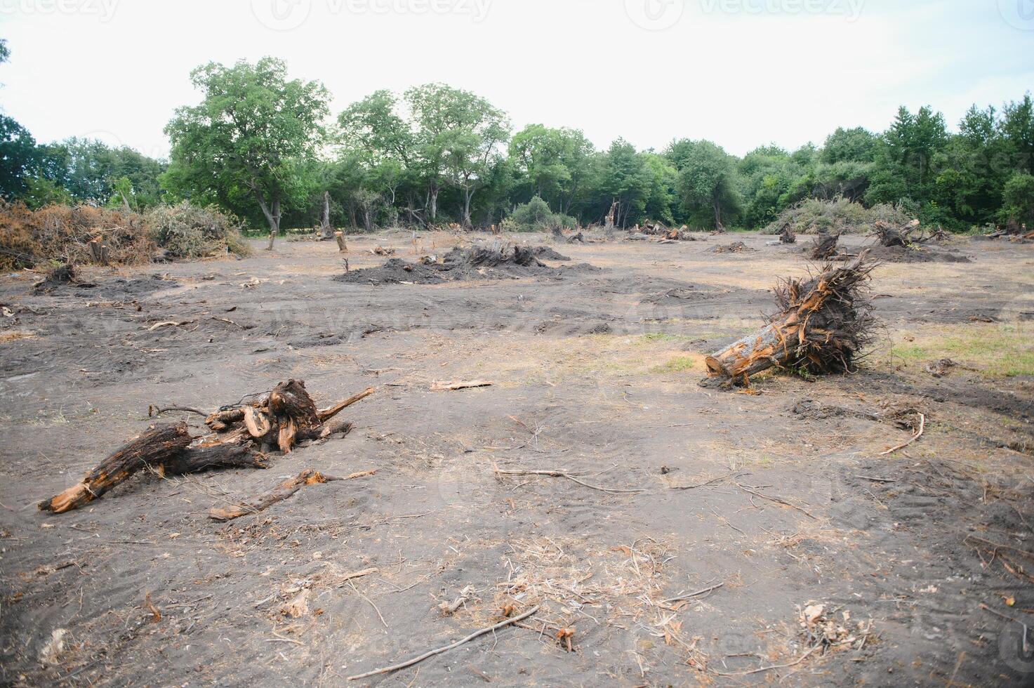 Deforestation concept. Stump of tree after cutting forest. photo