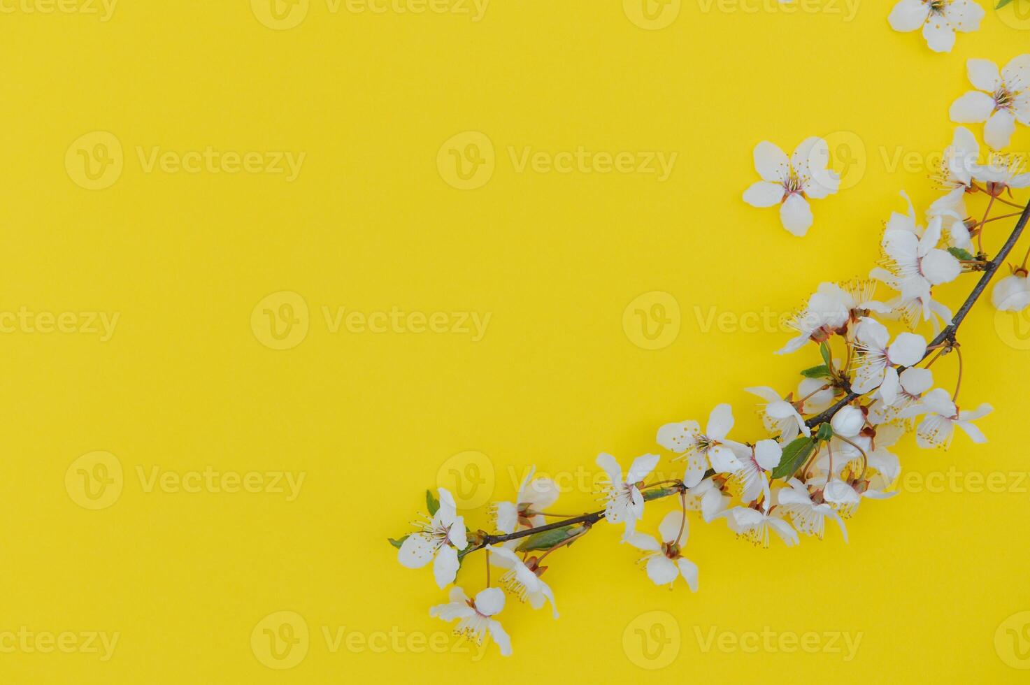 Apricot blossom spring background. Porizontal banner. photo