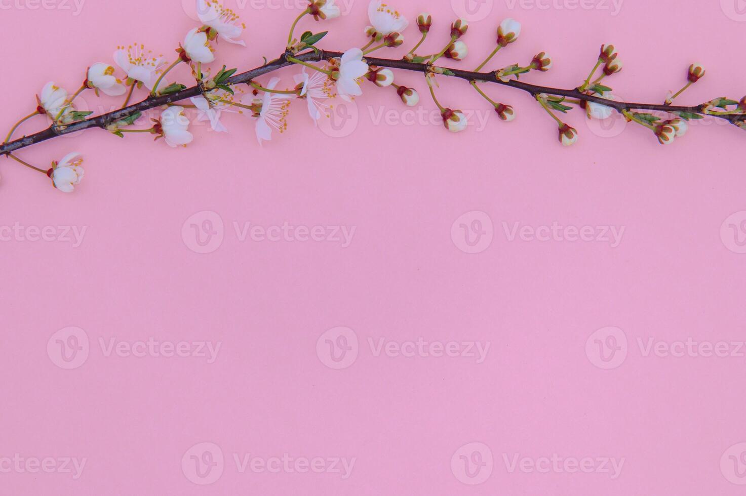 Cherry tree blossom. April floral nature and spring sakura blossom on colored background. Banner for 8 march, Happy Easter with place for text. Springtime concept. Top view. Flat lay photo