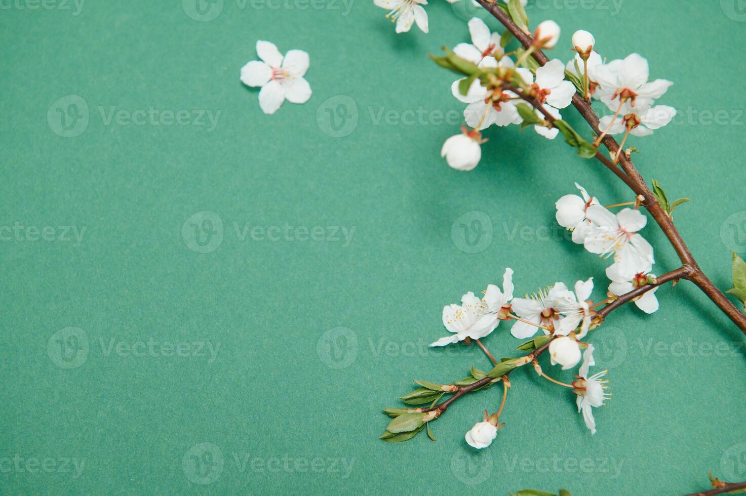 Spring background table. May flowers and April floral nature on green. For banner, branches of blossoming cherry against background. Dreamy romantic image, landscape panorama, copy space photo