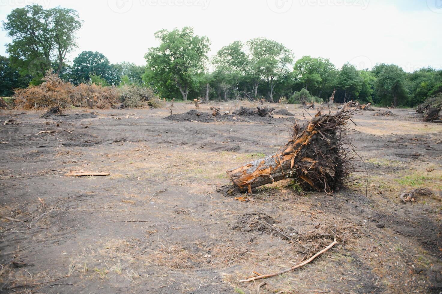 deforestación, destrucción de caduco bosques dañar a naturaleza. Europa foto