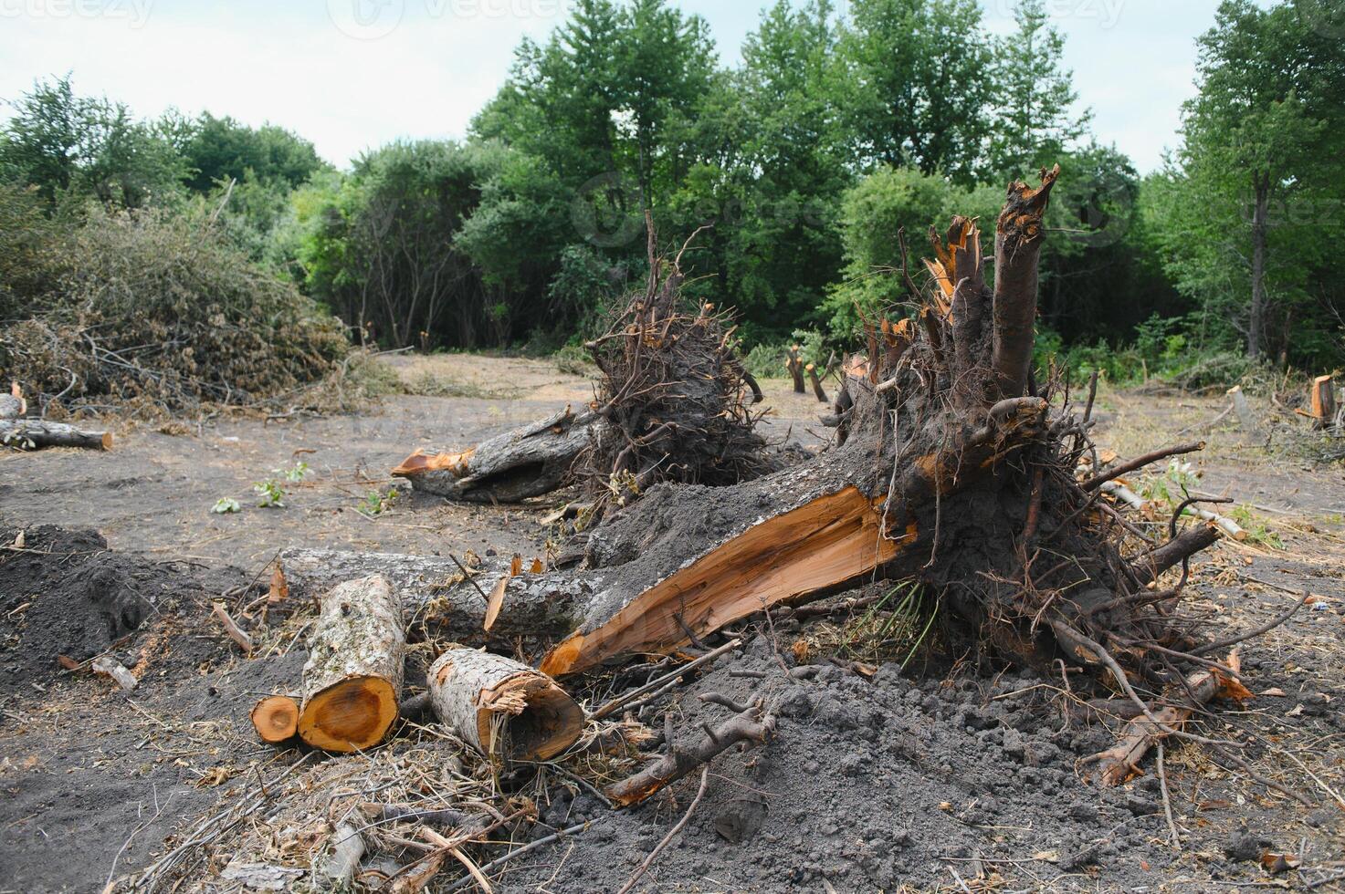 the concept of nature protection. Deforestation. photo