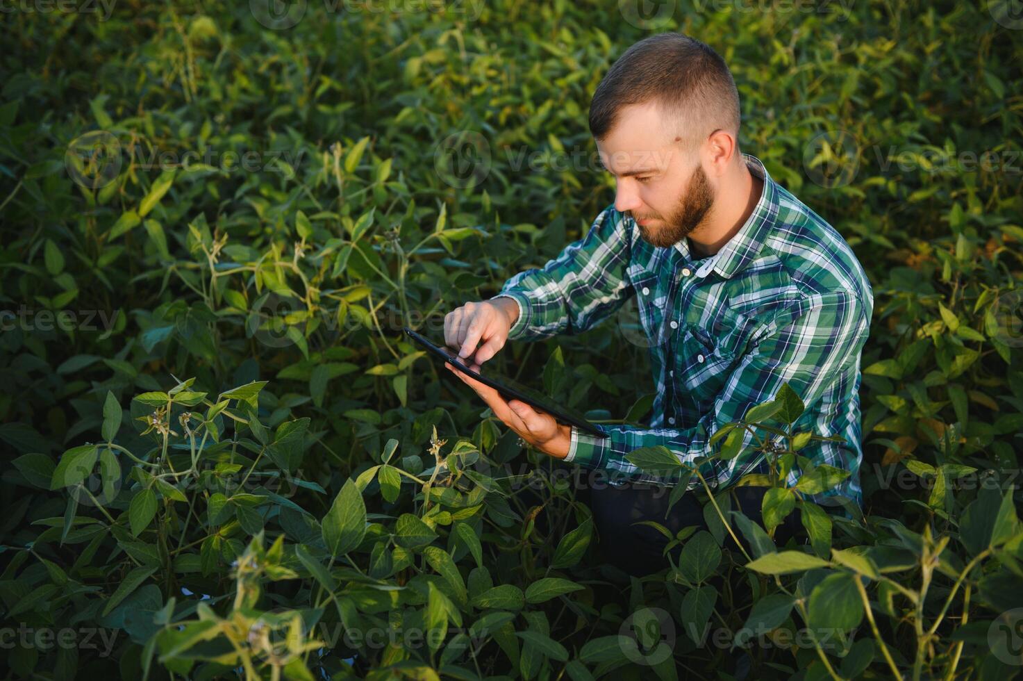 Young agronomist holds tablet touch pad computer in the soy field and examining crops before harvesting. Agribusiness concept. agricultural engineer standing in a soy field with a tablet in summer. photo
