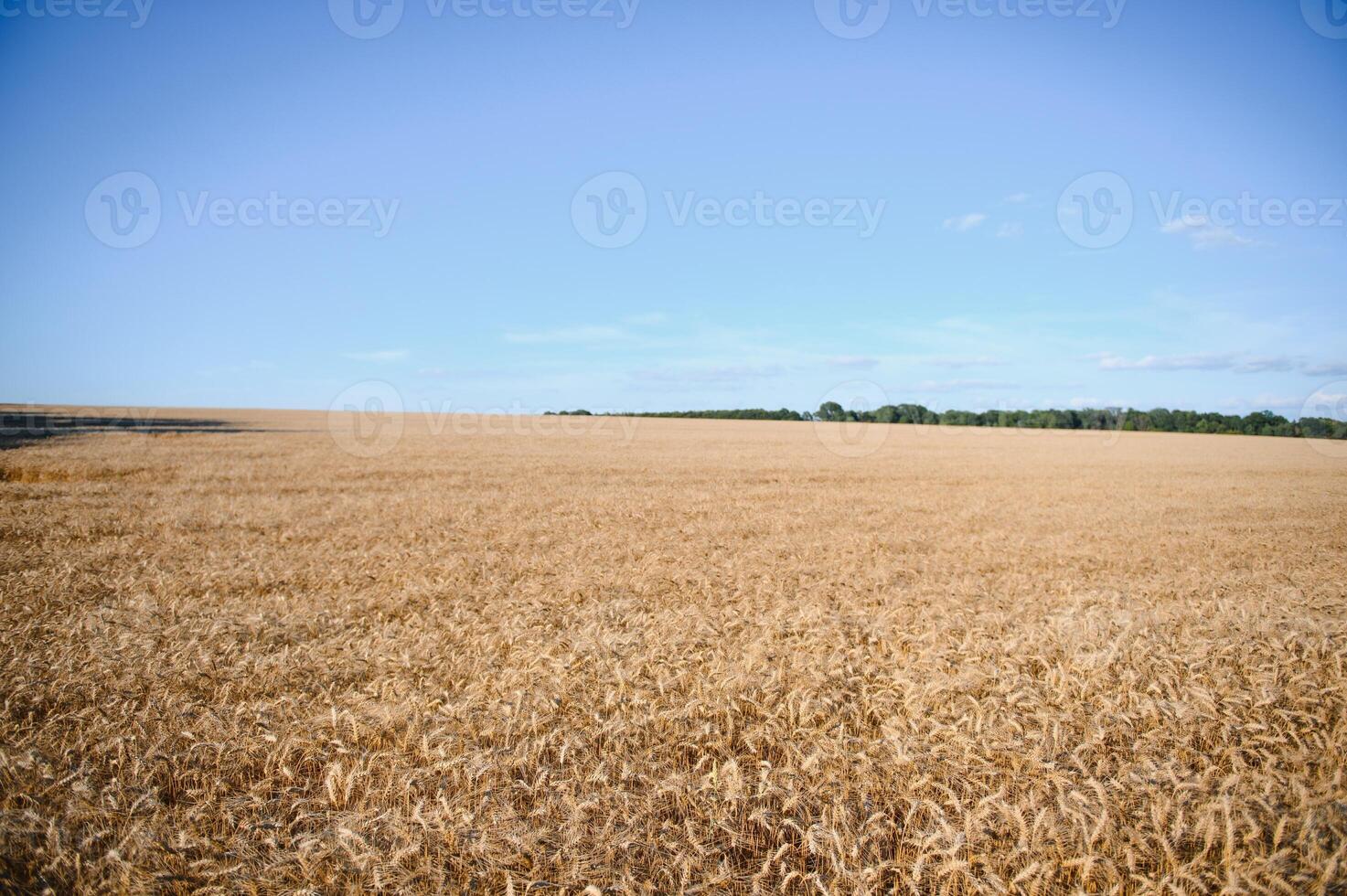 Wheat field. Ears of golden wheat. Beautiful Sunset Landscape. Background of ripening ears. Ripe cereal crop. close up photo