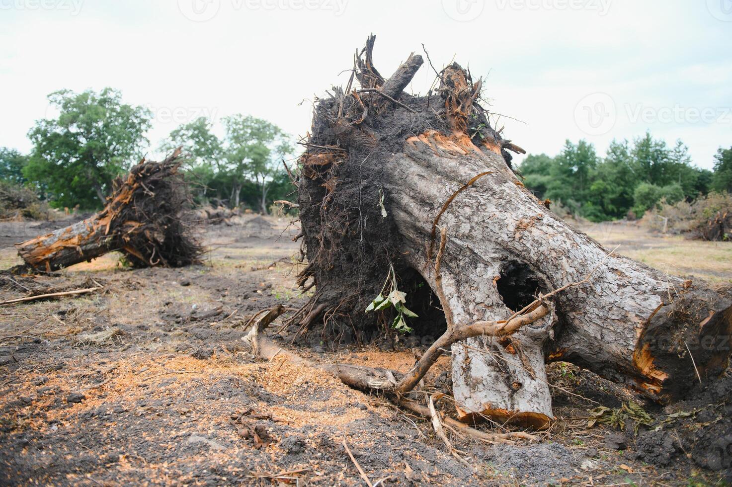 Deforestation concept. Stump of tree after cutting forest. photo