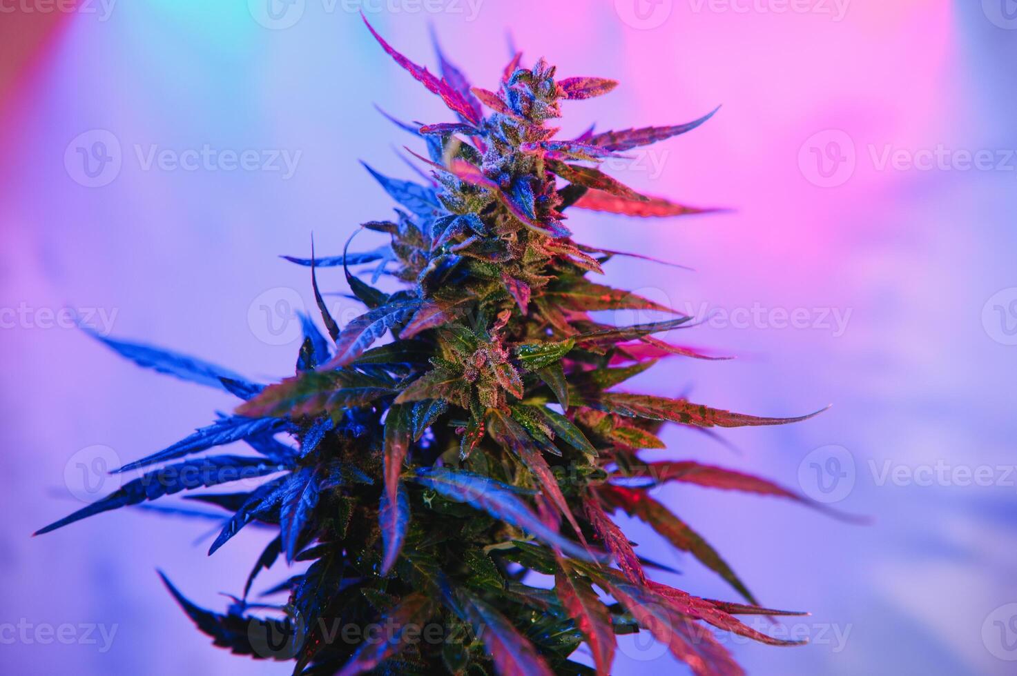 Cannabis Marijuana plant in Vaporwave deep purple neon style. Medical plant of Cannabis or Hemp with flowering buds and ultraviolet light. Blooming vegetative bush with crystal trichomes photo