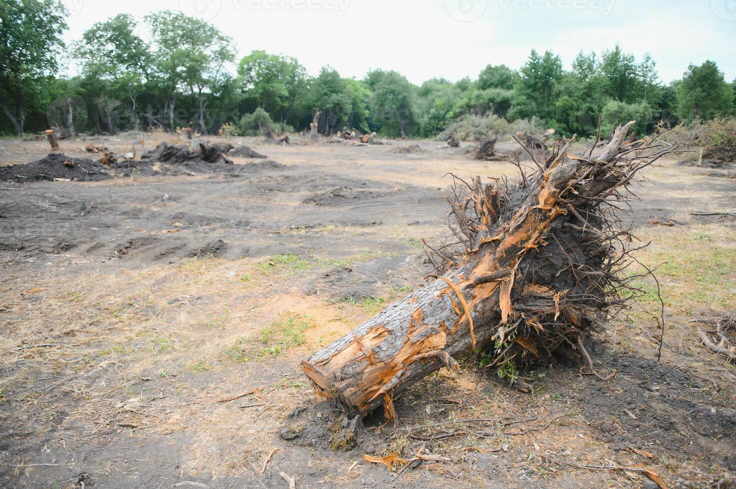Deforestation environmental problem, rain forest destroyed for oil palm plantations photo