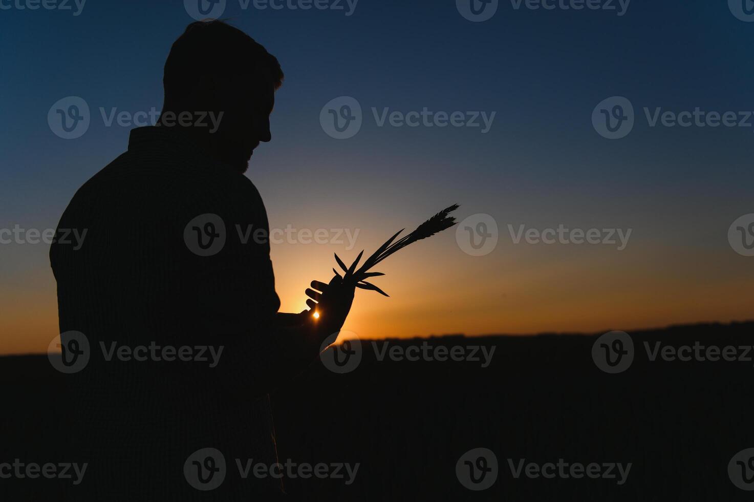 Closeup of the farmer checking the quality of the new crop at the wheat field. Agricultural worker holds the golden spikelets in his hands assessing their ripe stage. Harvesting concept photo