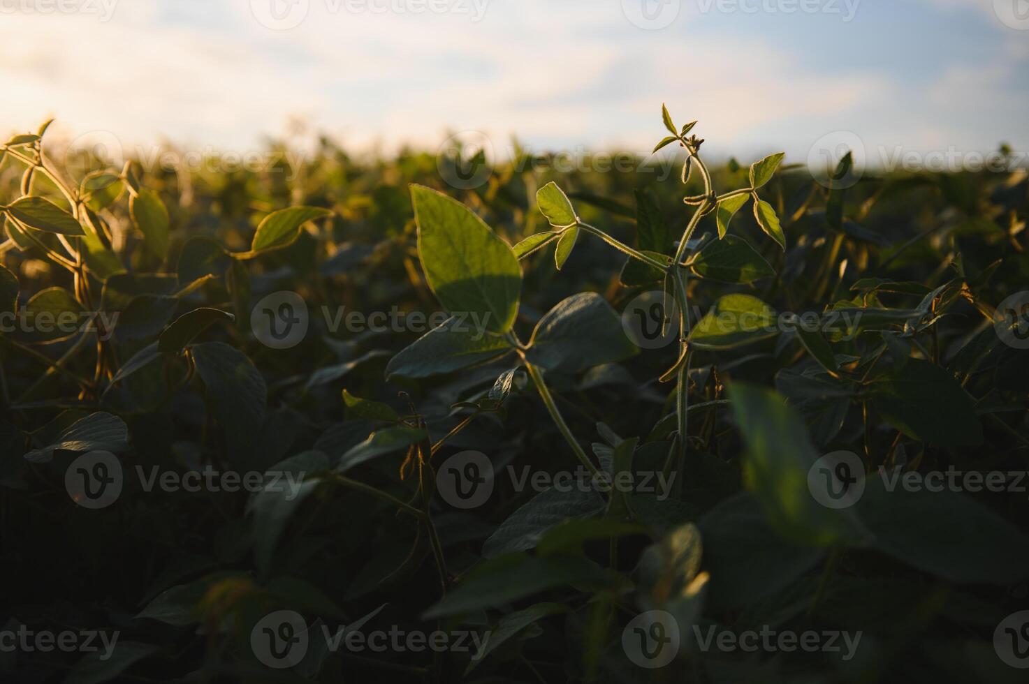 Soybean field, green field, agriculture landscape, field of soybean on a sunset sky background photo