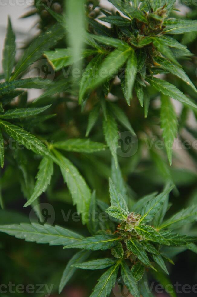 cannabis, marijuana plant. growing marijuana at home for medical purposes photo