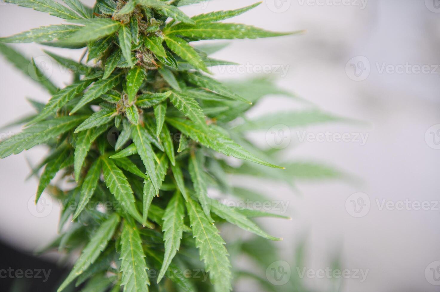 cannabis, marijuana plant. growing marijuana at home for medical purposes photo