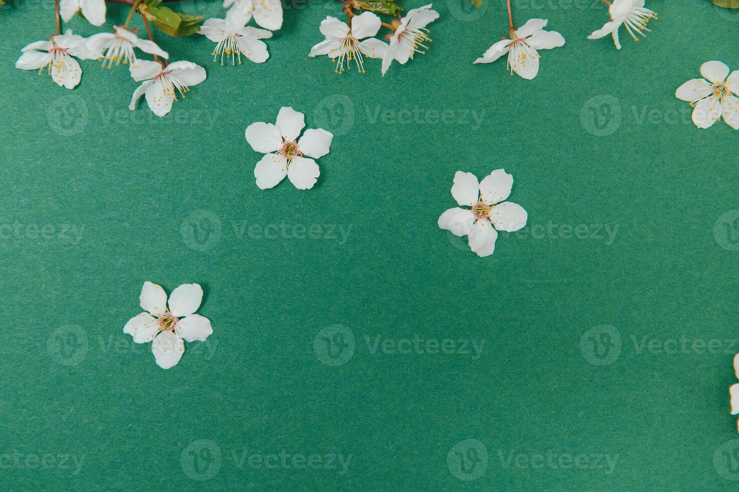 Spring background table. May flowers and April floral nature on green. For banner, branches of blossoming cherry against background. Dreamy romantic image, landscape panorama, copy space photo