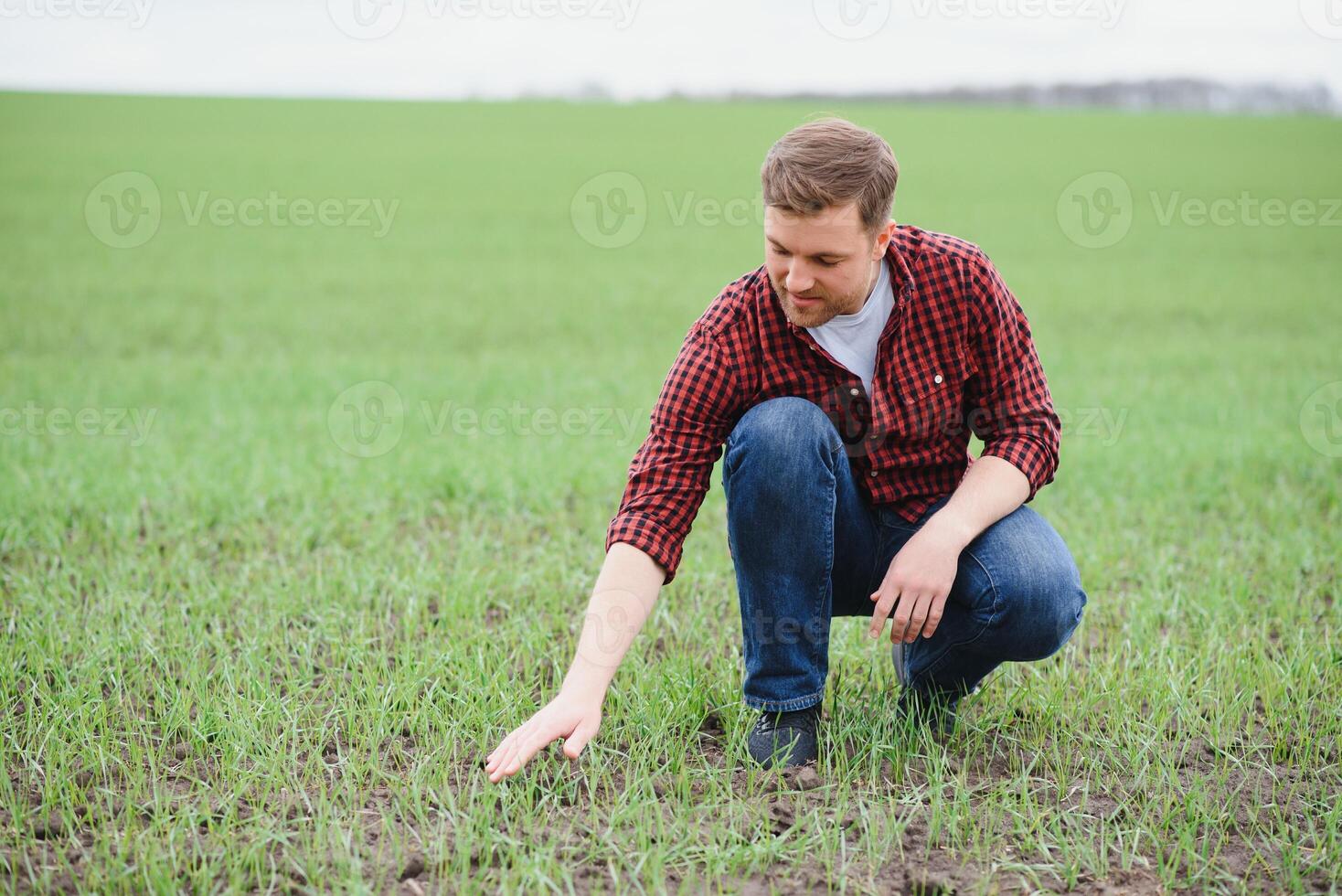 Farmer holds a harvest of the soil and young green wheat sprouts in his hands checking the quality of the new crop. Agronomist analysis the progress of the new seeding growth. Farming health concept photo