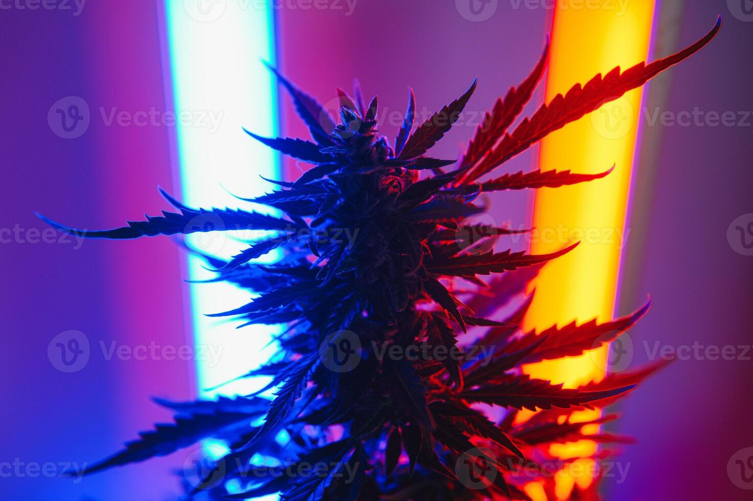cannabis plant with big leaves and flowering bud. Medical Marijuana plant. Aesthetic look on agricultural strain of marijuana hemp photo