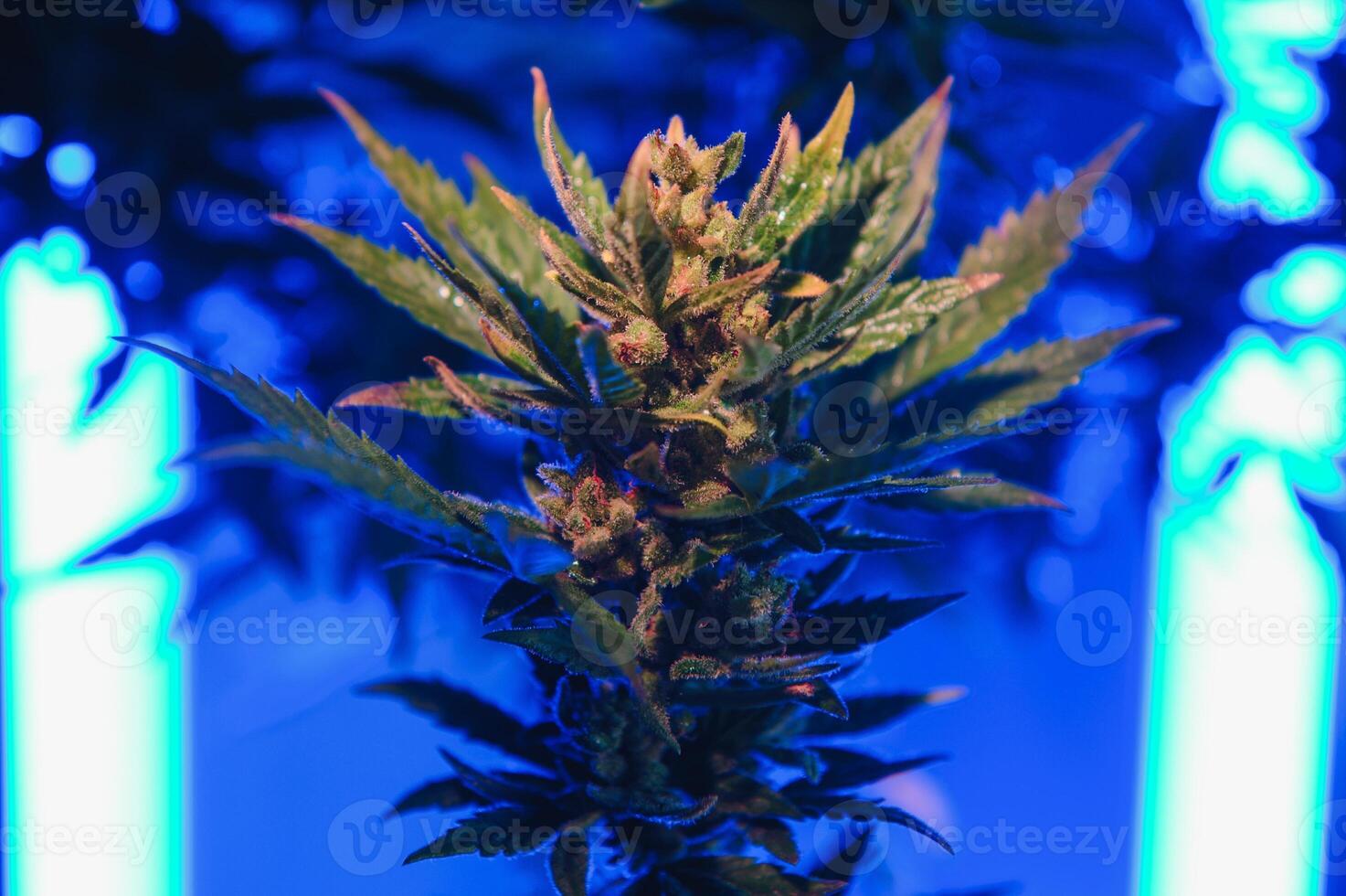 canabis marijuana hoja antecedentes. estético hermosa médico marijuana hojas. largo bandera con grande púrpura canabis hoja en de colores ligero. vistoso cáñamo antecedentes foto