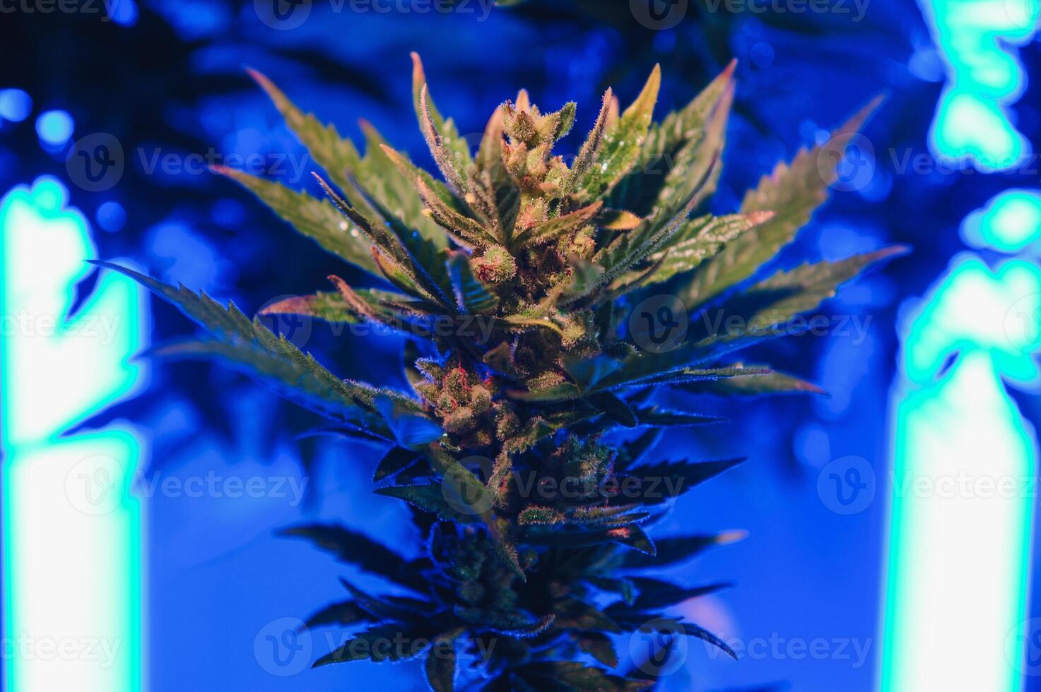 Cannabis Marijuana Leaf Background. Aesthetic beautiful medical marijuana leaves. Long banner with big purple cannabis leaf in colored light. Colorful hemp background photo