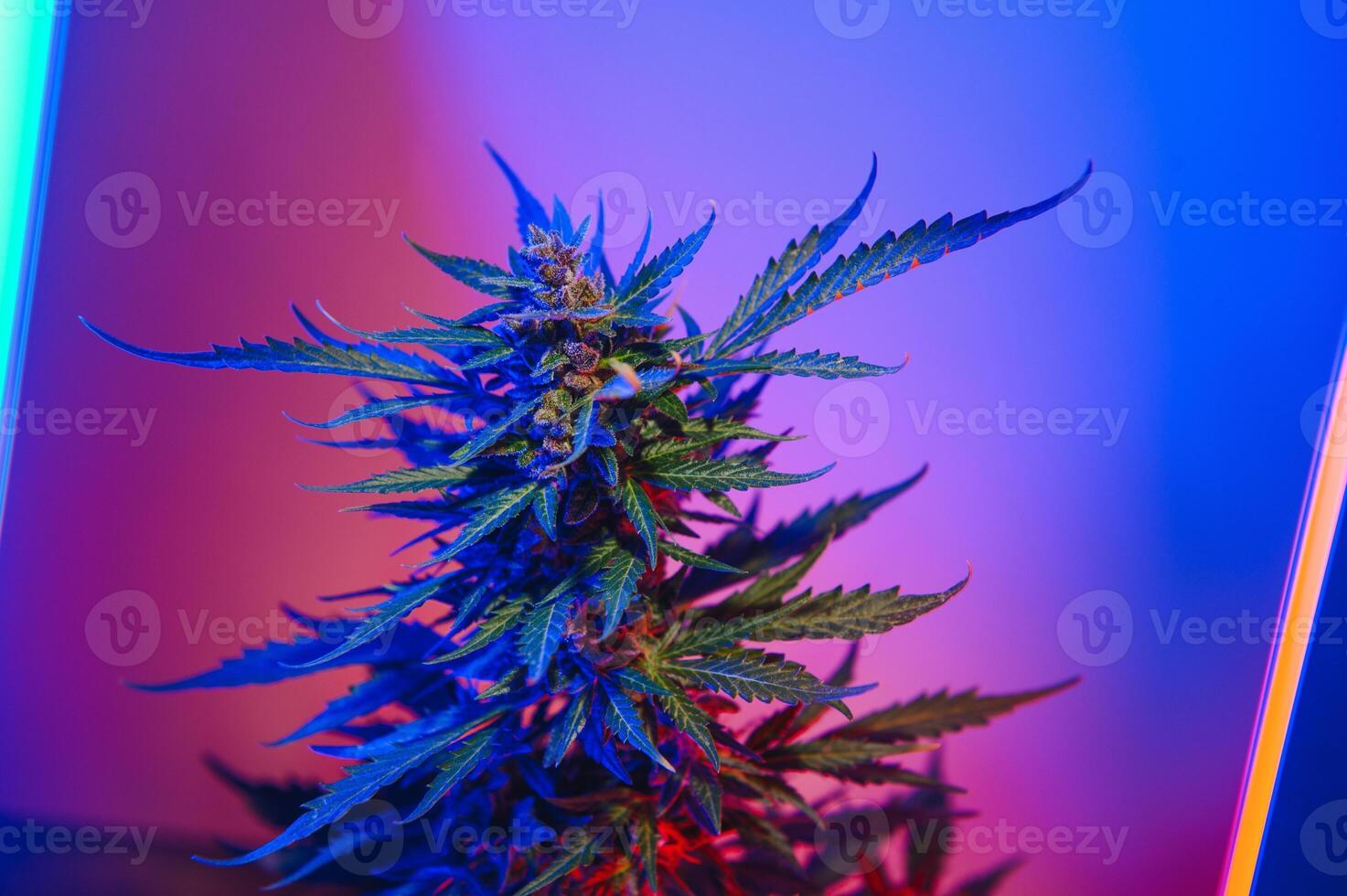 Cannabis Marijuana plant in Vaporwave deep purple neon style. Medical plant of Cannabis or Hemp with flowering buds and ultraviolet light. Blooming vegetative bush with crystal trichomes photo