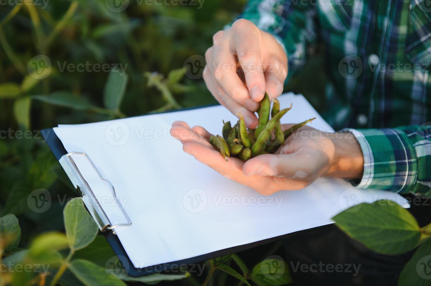 Farm worker controls development of soybean plants. Agronomist checking soya bean crops growing in the field photo