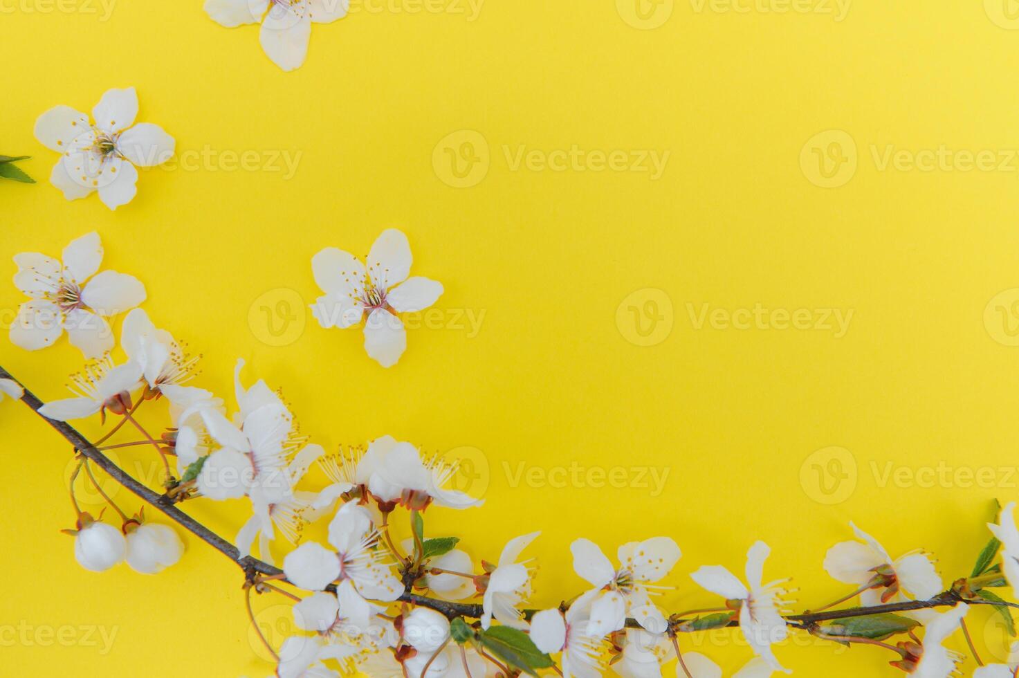 Spring background table. May flowers and April floral nature on green. For banner, branches of blossoming cherry against background. Dreamy romantic image, landscape panorama, copy space photo