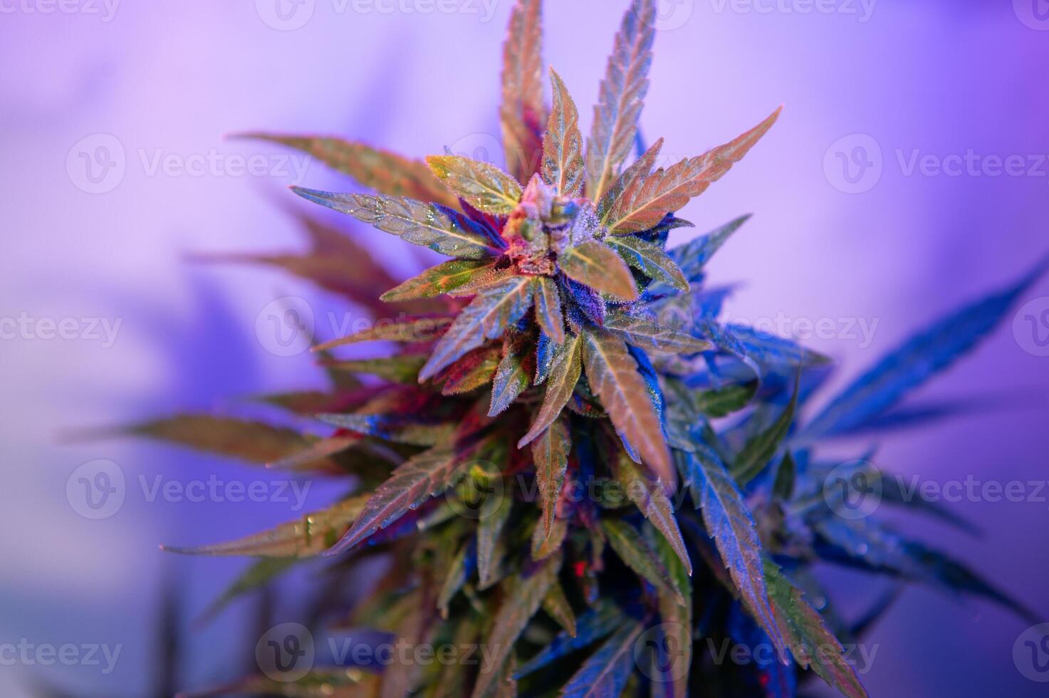 canabis marijuana hoja antecedentes. estético hermosa médico marijuana hojas. largo bandera con grande púrpura canabis hoja en de colores ligero. vistoso cáñamo antecedentes foto