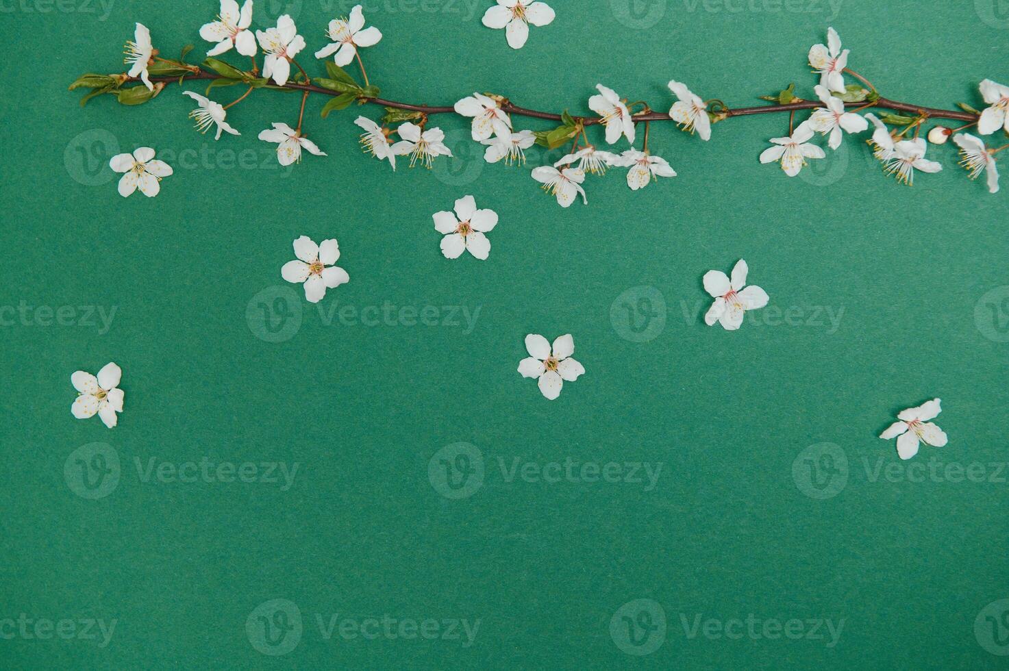 Spring background table. May flowers and April floral nature on green. For banner, branches of blossoming cherry against background. Dreamy romantic image, landscape panorama, copy space photo