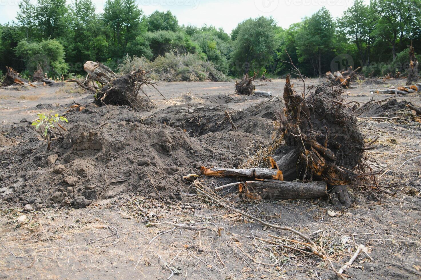 the concept of nature protection. Deforestation. photo