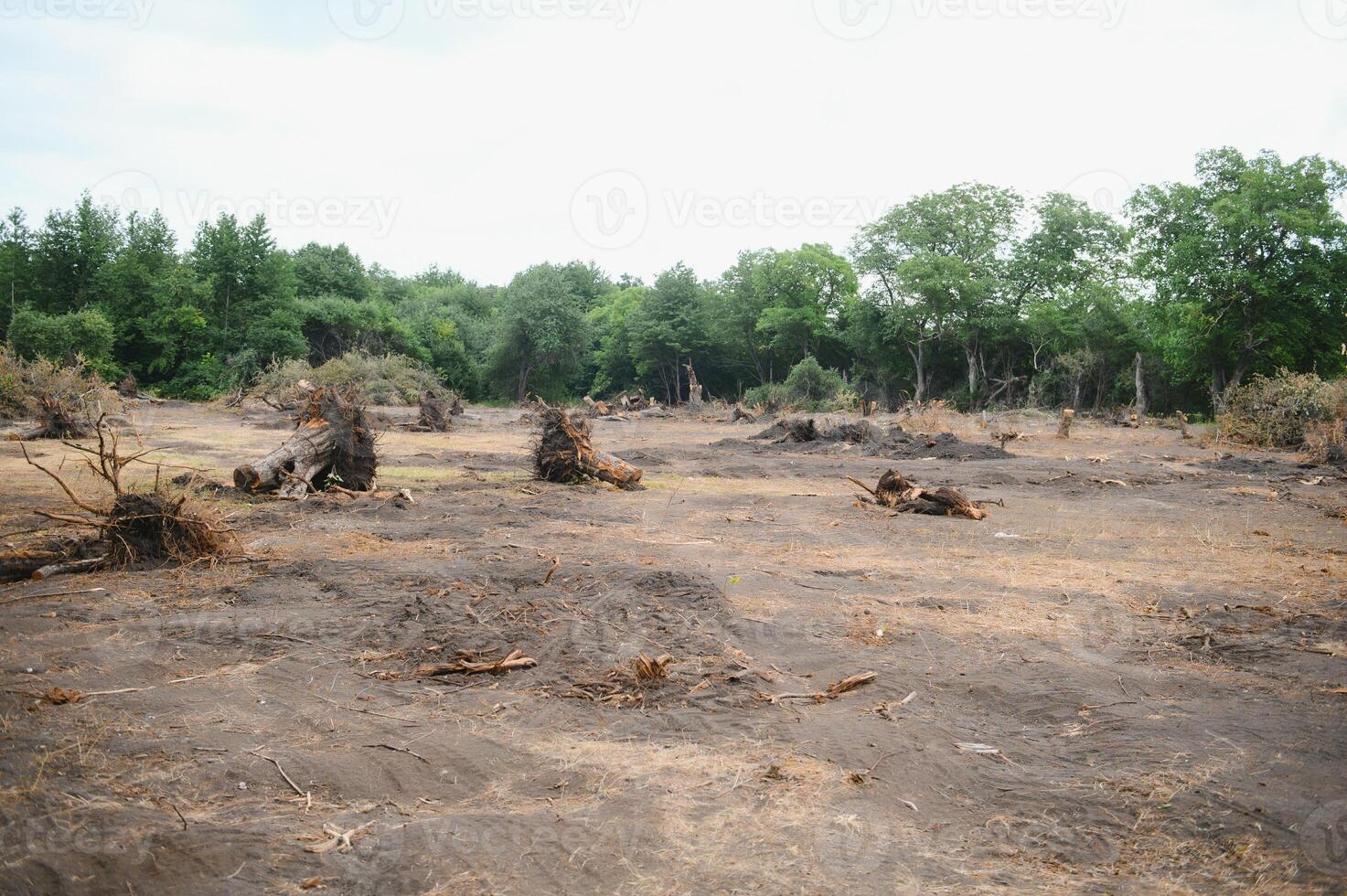 Deforestation, Destruction of Deciduous Forests. Damage to Nature. Europe photo