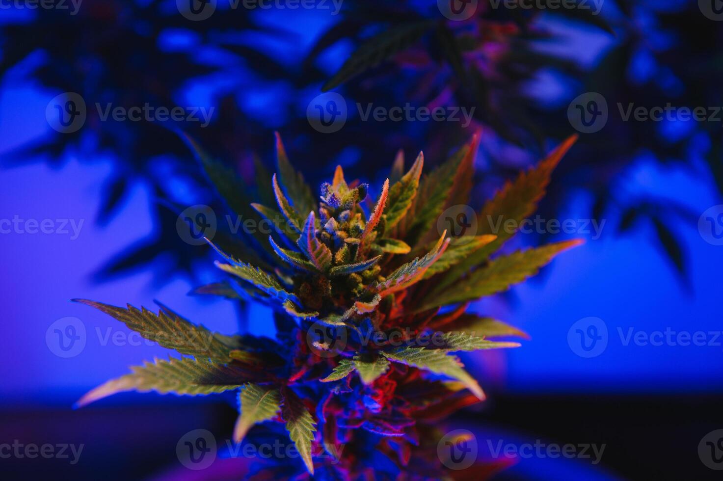 cannabis plant with big leaves and flowering bud. Medical Marijuana plant. Aesthetic look on agricultural strain of marijuana hemp photo