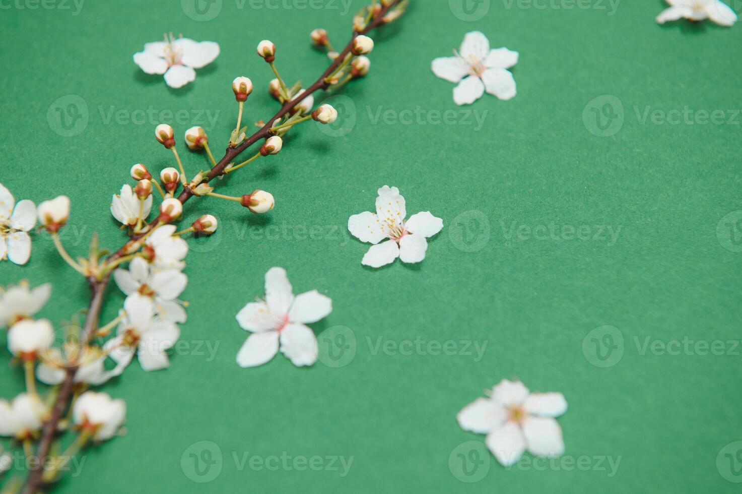 Spring background table. May flowers and April floral nature on green. For banner, branches of blossoming cherry against background. Dreamy romantic image, landscape panorama, copy space photo